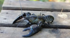 Как да живеем раци и раци