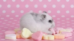 Каква храна е забранен хамстер?