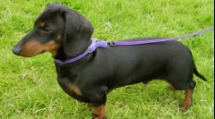 Какъв вид куче е най-злото?