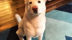 Каква порода куче глюкоза