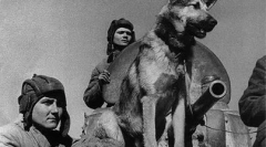 Какво куче взе участие в парада на победата от 1945 година.?