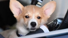 Какво куче в патриарх кирил