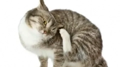 Какви антихистамини се използват за лечение на котки