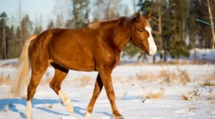 Какви сетива се развиват на кон?