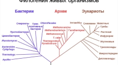 Какви са живите същества?