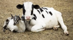 Какви животни се появяват пред съда?