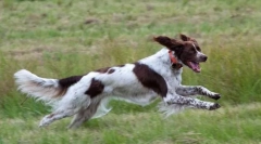 Какво думата може да произнесе куче?