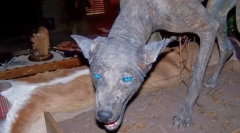 Какво странно животно се страхува от жителите на южна америка?