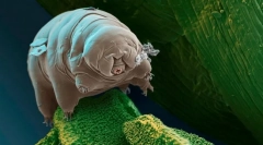 Какво живо същество е най-малкото?