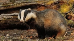 Какъв вид животно е най-много къща?