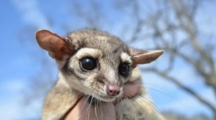 Какомитили