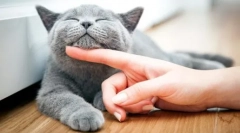 Какъв вид котка да започне за детето