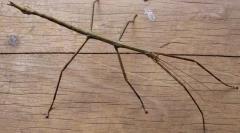 Калимантанската палера