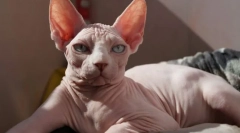 Канадски сфинкс