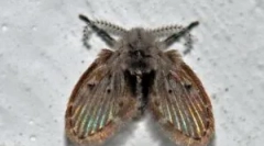 Канализационни срещи в банята и тоалетната