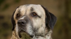 Kangal (снимка): мощен и грациозен приятел на човека