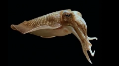 Лекарство caracatia