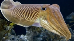 Кракатин обикновен