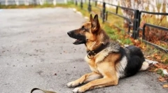 Кучетата на кастиона: плюсове и минуси, какви ветеринарни лекари казват