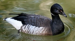 Черна каркарка