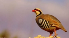 Кеклик азиат