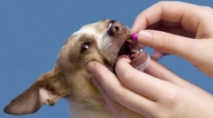 Чревни червеи