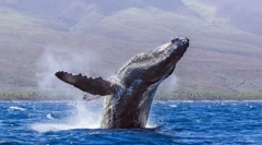 Китове - най-големите животни