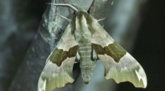 Claus вълнообразен