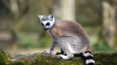 Клас на бозайници