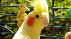 Corell parrot cage, клетъчен избор