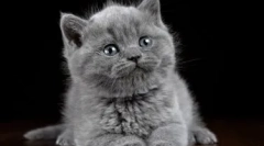 Сиви котенца за котенца