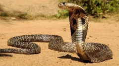 Cobra индийски