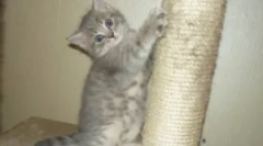 Когато котката изостря нокти