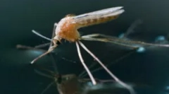 Когато комарите се появяват и умират?