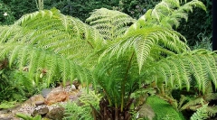 Когато животните отидоха в земята?