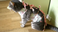 Брой уриниране при котки и котки: норма и отклонения