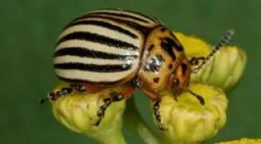 Колорадо beetle и неговите ларви: описание и повреда