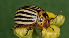 Колорадо beetle
