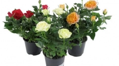 Royling rosa