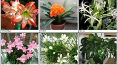 Стайни растения опасни за котките