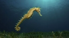 Вид морски бодлив