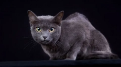 Корат