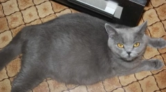 Хранене и грижи за бременна котка