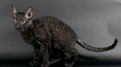 Корнус рекс