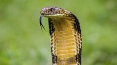 Кралска кобра