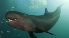 Китка малая