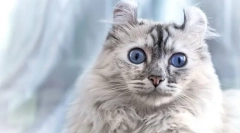 Cat american kerl (снимка): приятелски домашен любимец с елегантни уши
