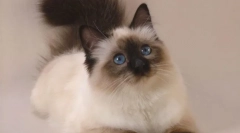 Cat balinsiyskaya (снимка): дългокоси роднини на сиамов