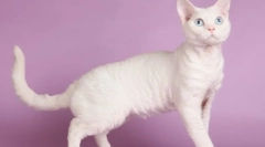 Cat devon-rex (снимка): игрив домашен любимец и истински приятел