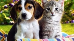 Котка и други домашни любимци
